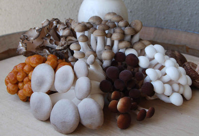 Mushrooms for brain health?