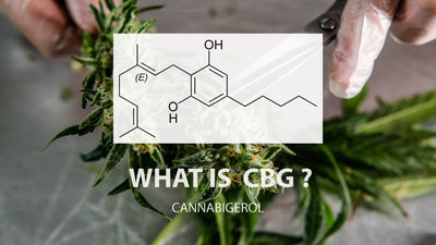 What is CBG? Cannabigerol Information