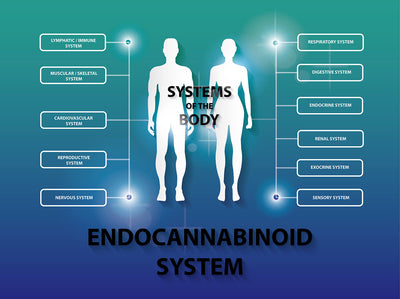 What is the Endocannabinoid System (ECS)?